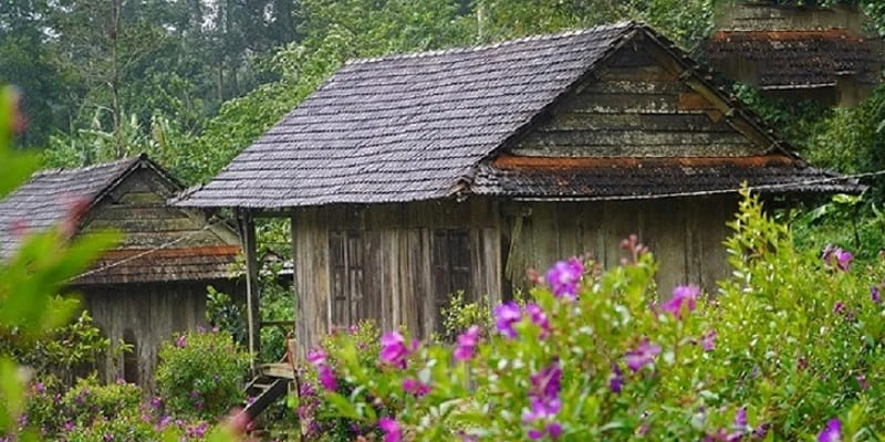 Hoa mua “nàng công chúa ngủ trong rừng” với sắc tím mộng mơ