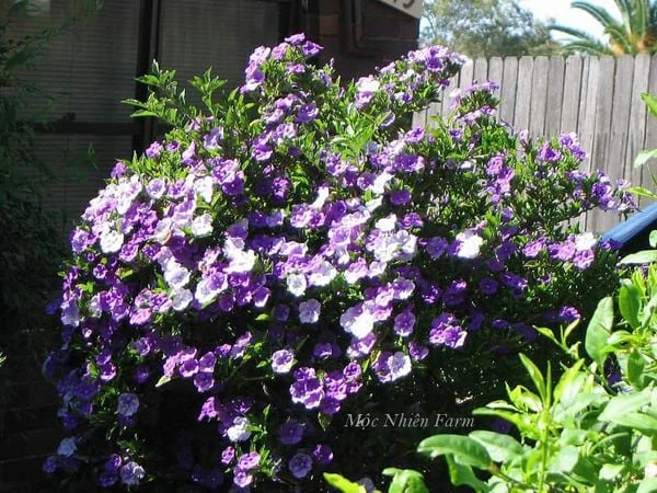 Hoa nhài Nhật (lài Nhật) F1