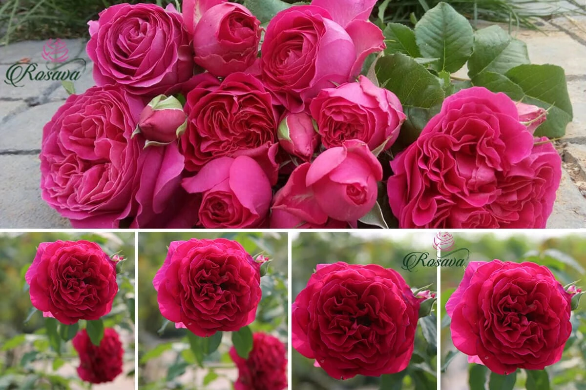 Top 70 giống hoa hồng leo nhất định phải sở hữu (phần 1)