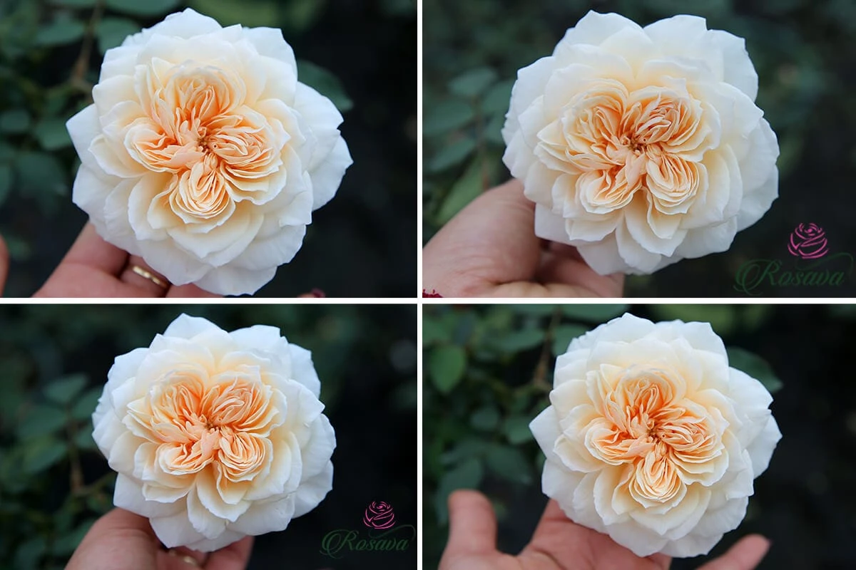 Top 70 giống hoa hồng leo nhất định phải sở hữu (phần 1)