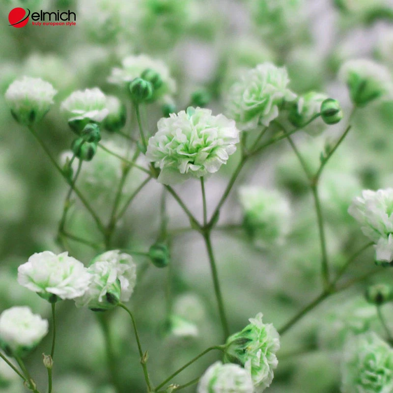 Hé lộ nguồn gốc và tất cả ý nghĩa của hoa baby không phải ai cũng biết