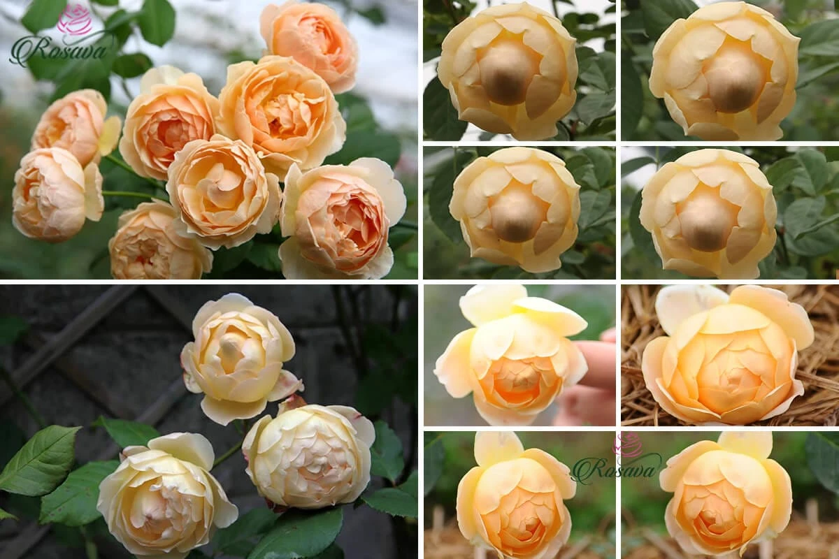 Top 70 giống hoa hồng leo nhất định phải sở hữu (phần 1)