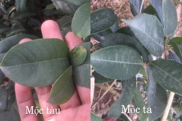 Cây Mộc Hương - Ý nghĩa, cách trồng và chăm sóc cho cây ra hoa đẹp