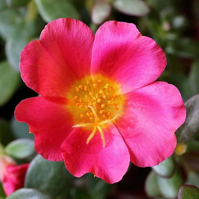 Hoa Mười Giờ - Cách Trồng Chăm Sóc Và Những Hình Ảnh Đẹp Nhất