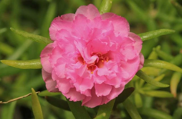 Hoa Mười Giờ - Cách Trồng Chăm Sóc Và Những Hình Ảnh Đẹp Nhất