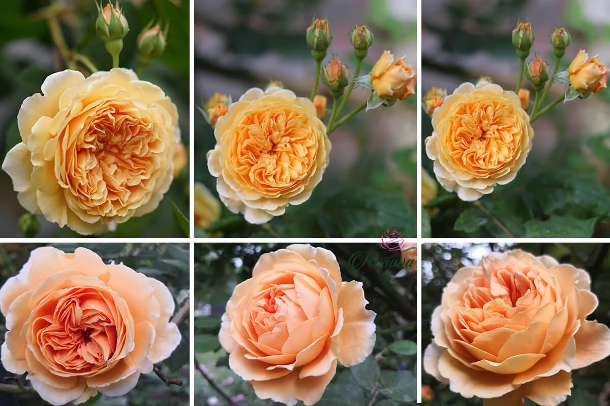 Top 70 giống hoa hồng leo nhất định phải sở hữu (phần 1)