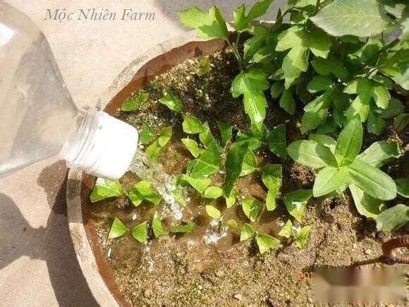 Hoa nhài Nhật (lài Nhật) F1