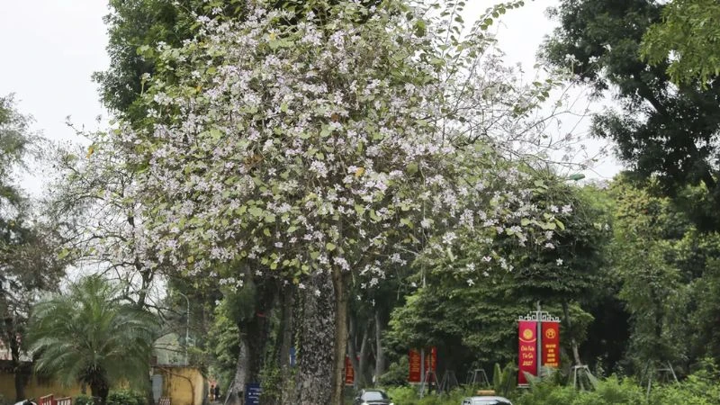 Ý nghĩa hoa ban trắng - Cách trồng và cách chăm sóc chi tiết