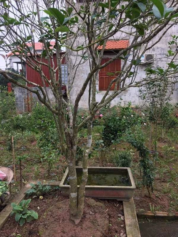 Cây Mộc Hương - Ý nghĩa, cách trồng và chăm sóc cho cây ra hoa đẹp