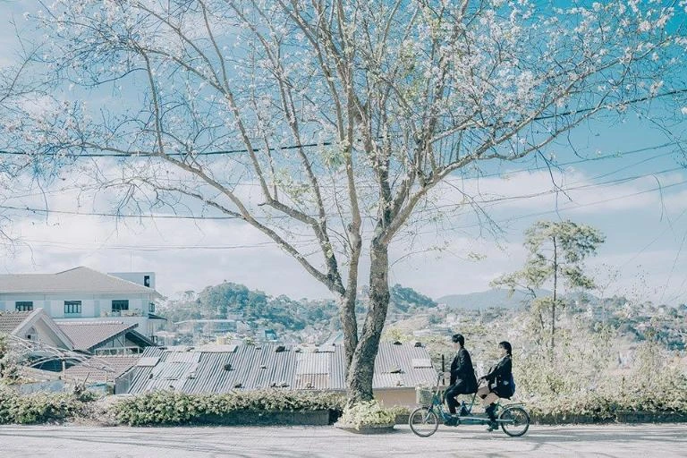 Top 24 vườn hoa Đà Lạt đẹp mê ly được du khách yêu thích nhất 2024