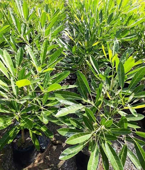 Cây Chuông Vàng - Cách trồng và chăm sóc | Vườn Ươm số 1