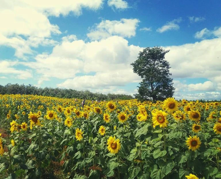 Top 24 vườn hoa Đà Lạt đẹp mê ly được du khách yêu thích nhất 2024