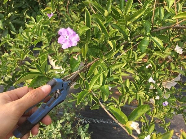 Hoa nhài Nhật (lài Nhật) F1