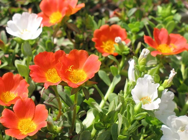 Hoa Mười Giờ - Cách Trồng Chăm Sóc Và Những Hình Ảnh Đẹp Nhất