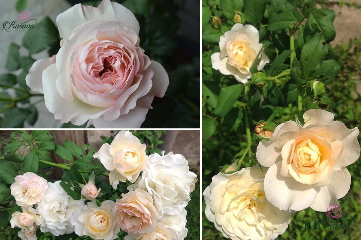 Top 70 giống hoa hồng leo nhất định phải sở hữu (phần 1)