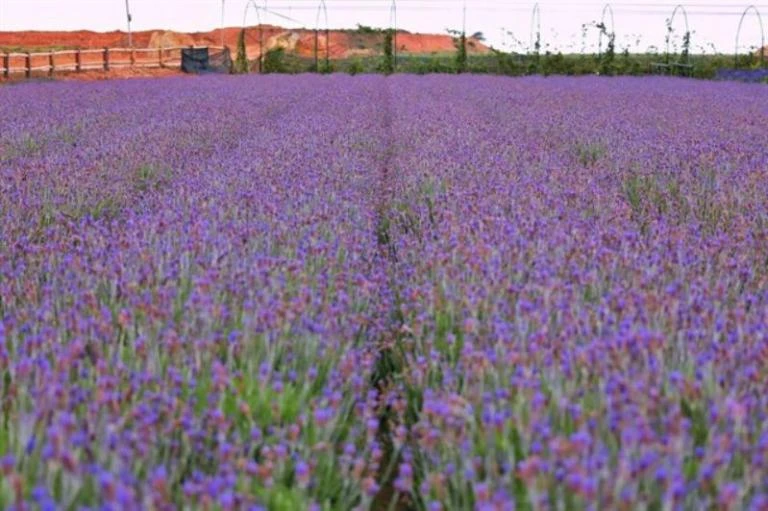 Top 24 vườn hoa Đà Lạt đẹp mê ly được du khách yêu thích nhất 2024