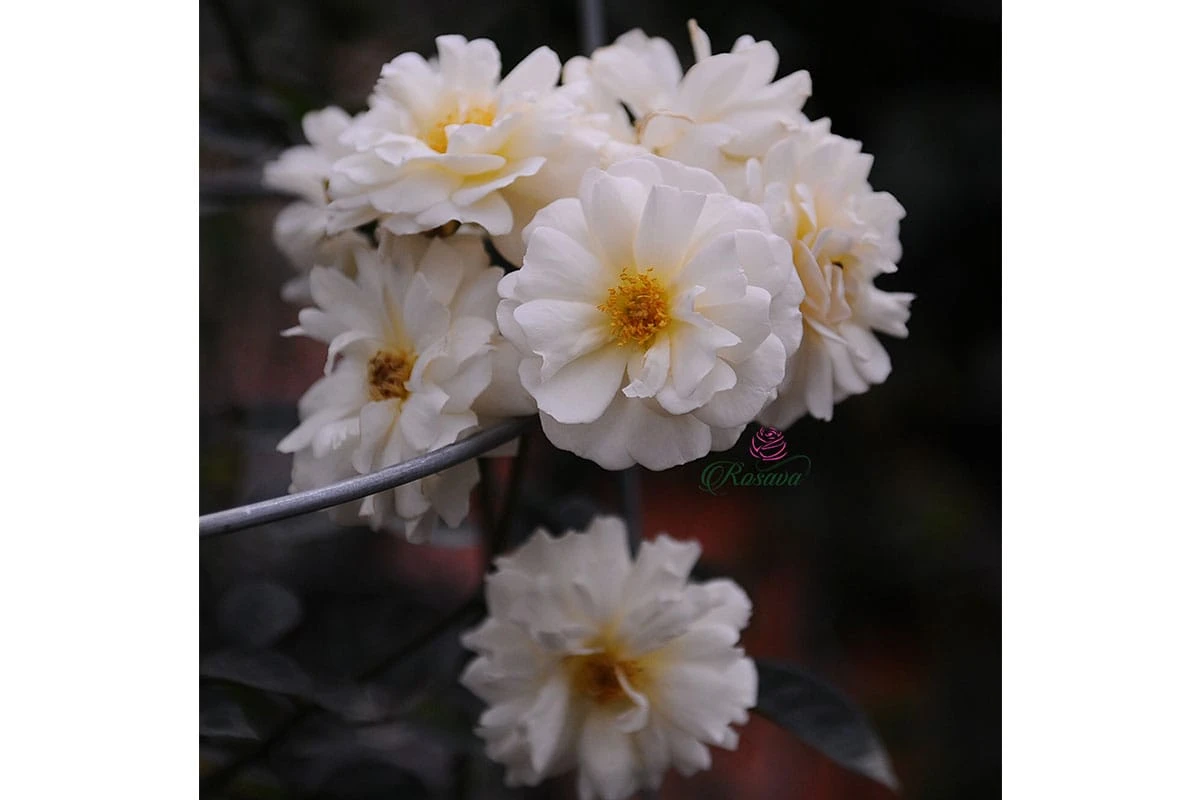 Top 70 giống hoa hồng leo nhất định phải sở hữu (phần 1)