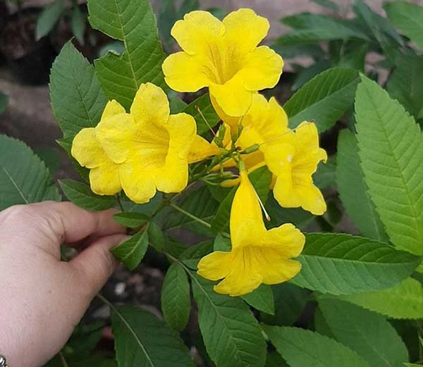 Cây Chuông Vàng - Cách trồng và chăm sóc | Vườn Ươm số 1