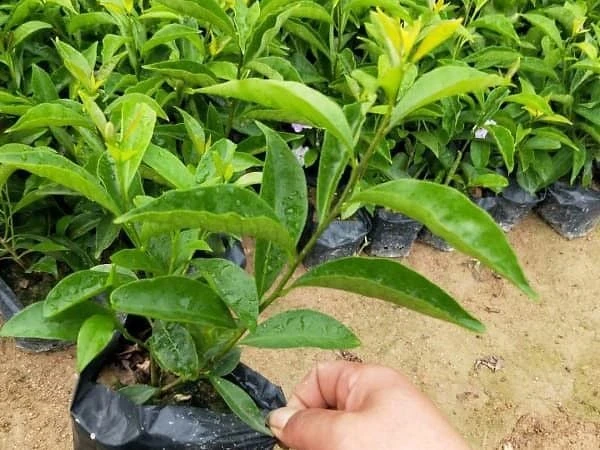 Hoa nhài Nhật (lài Nhật) F1