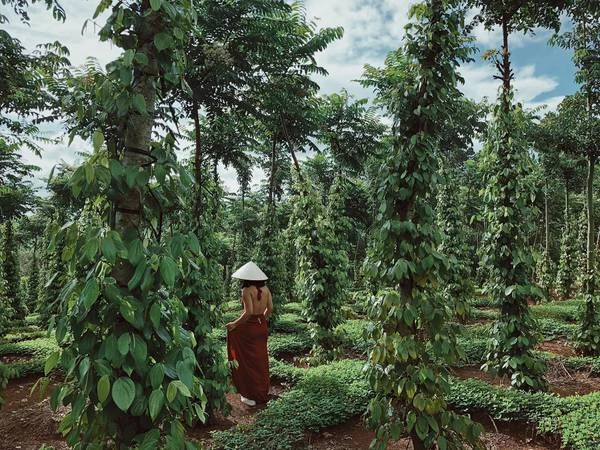 Cao nguyên Vân Hoà - Đà Lạt của Phú Yên