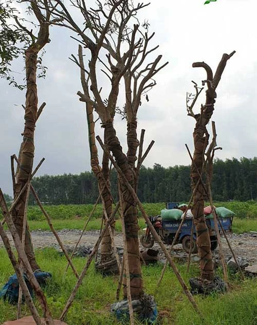 Cây Chuông Vàng - Cách trồng và chăm sóc | Vườn Ươm số 1