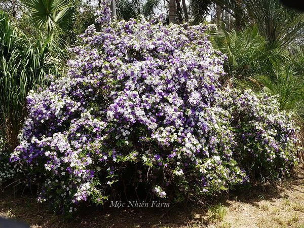 Hoa nhài Nhật (lài Nhật) F1