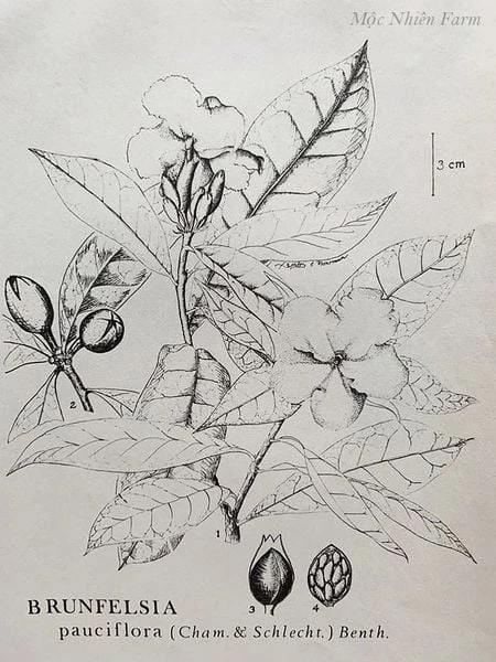 Hoa nhài Nhật (lài Nhật) F1