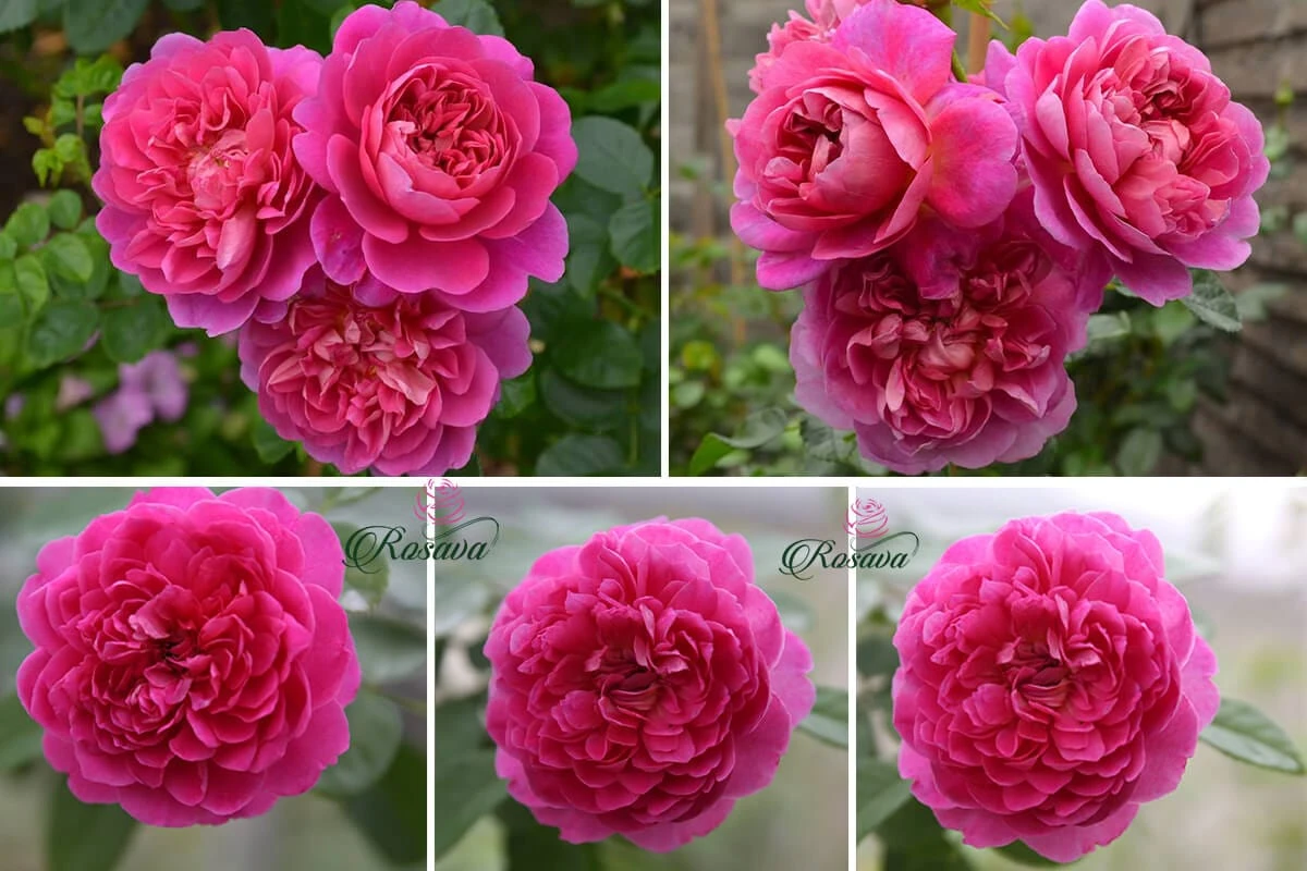 Top 70 giống hoa hồng leo nhất định phải sở hữu (phần 1)