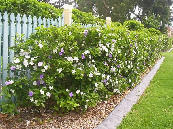 Hoa nhài Nhật (lài Nhật) F1