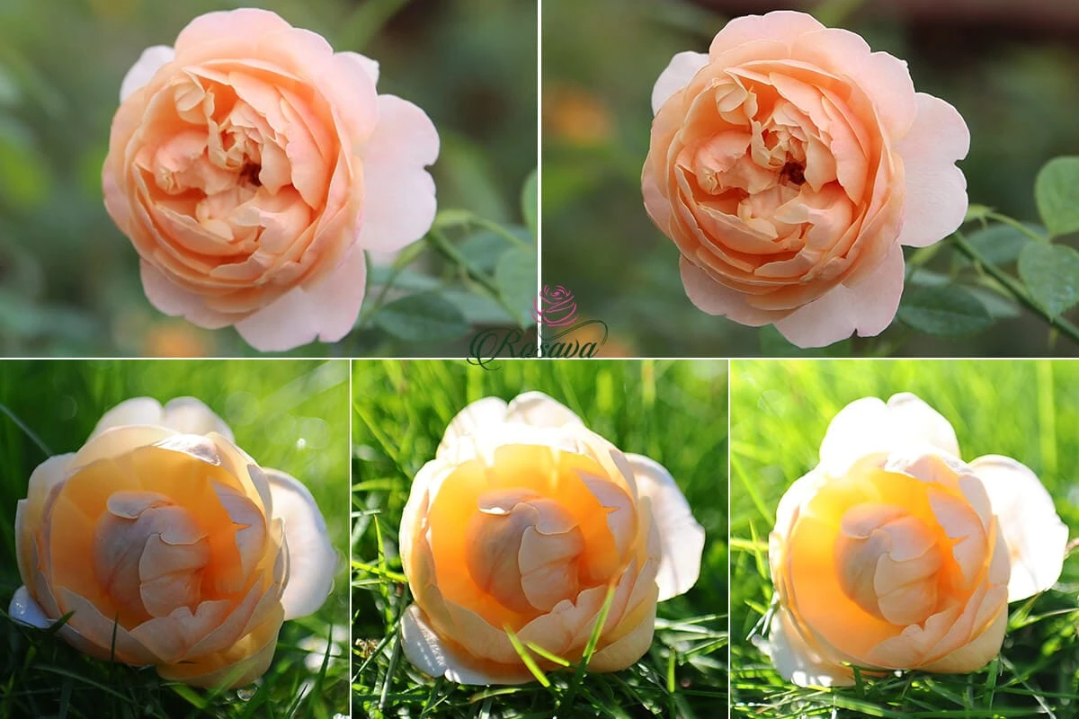 Top 70 giống hoa hồng leo nhất định phải sở hữu (phần 1)