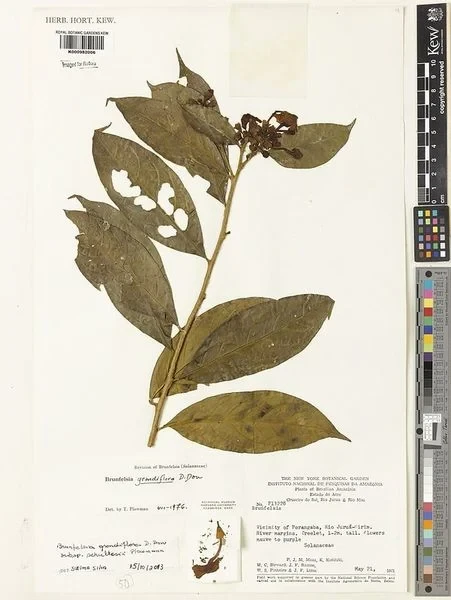 Hoa nhài Nhật (lài Nhật) F1