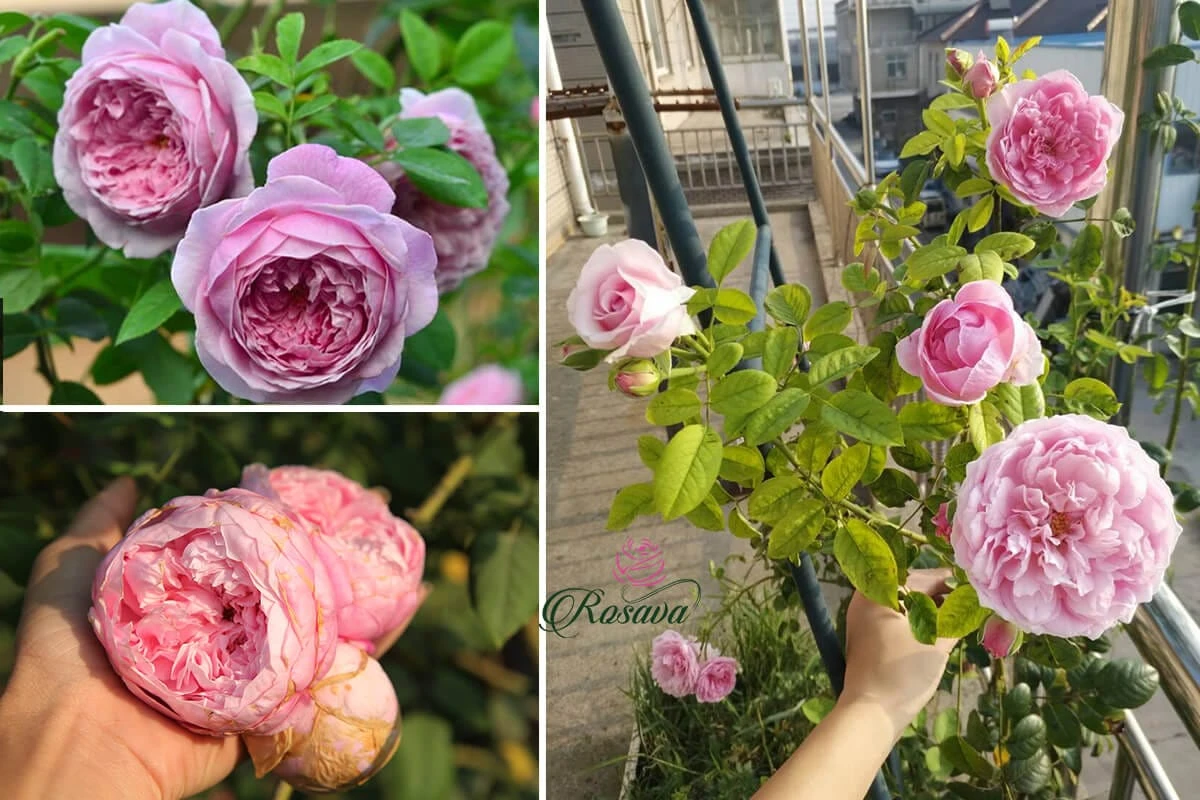 Top 70 giống hoa hồng leo nhất định phải sở hữu (phần 1)