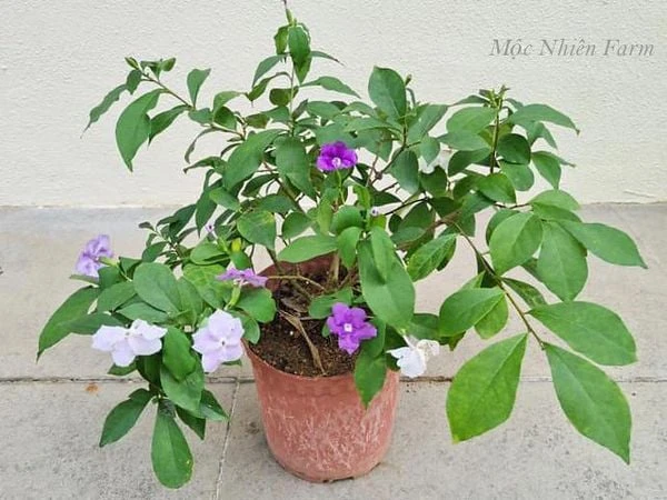 Hoa nhài Nhật (lài Nhật) F1