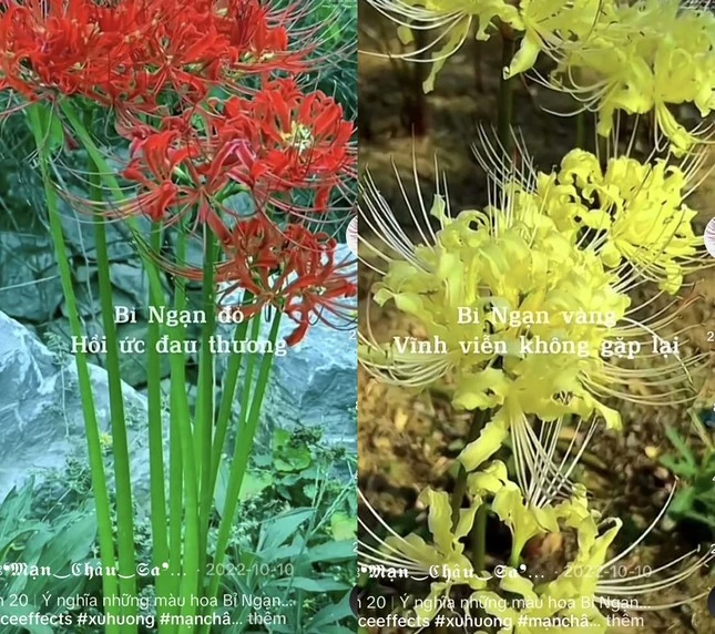 Ý Nghĩa Hoa Bỉ Ngạn Đỏ Trong Văn Hóa Việt Nam