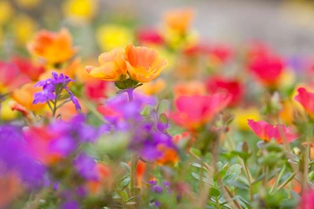 Hoa Mười Giờ - Cách Trồng Chăm Sóc Và Những Hình Ảnh Đẹp Nhất