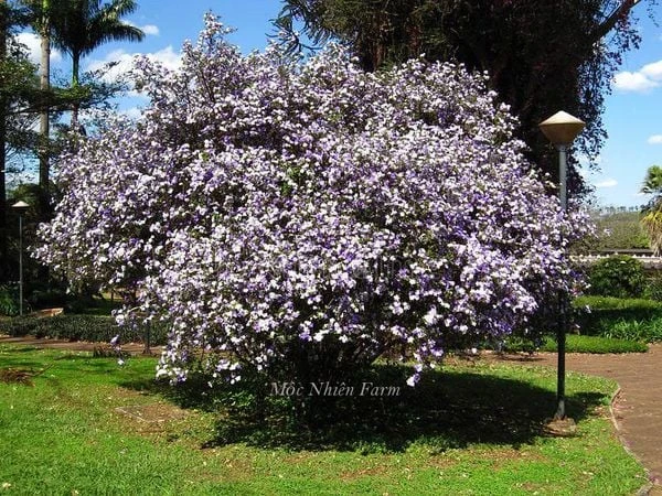 Hoa nhài Nhật (lài Nhật) F1