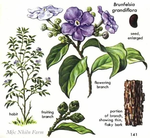 Hoa nhài Nhật (lài Nhật) F1