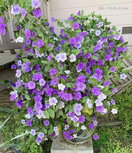 Hoa nhài Nhật (lài Nhật) F1