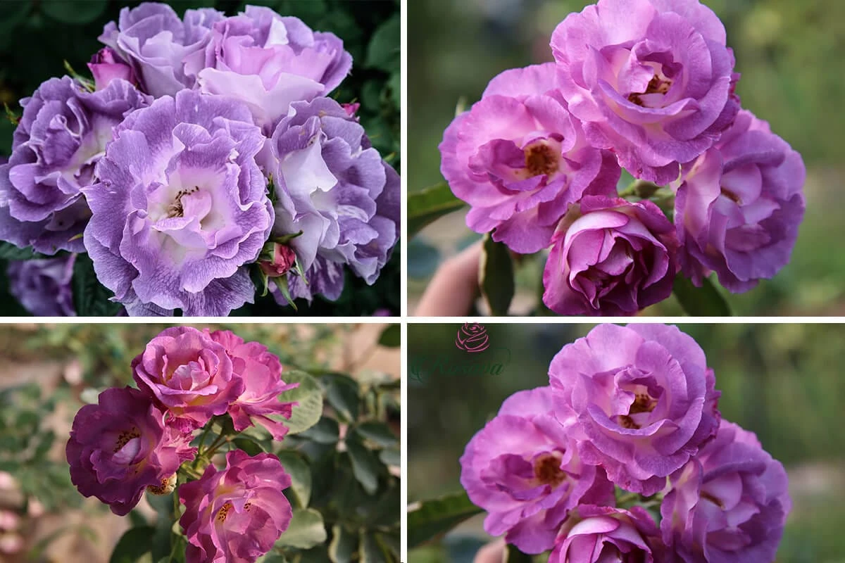 Top 70 giống hoa hồng leo nhất định phải sở hữu (phần 1)