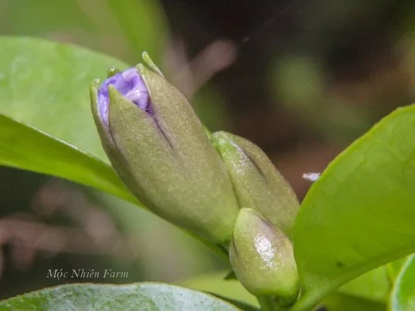 Hoa nhài Nhật (lài Nhật) F1