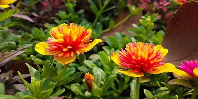 Hoa Mười Giờ - Cách Trồng Chăm Sóc Và Những Hình Ảnh Đẹp Nhất