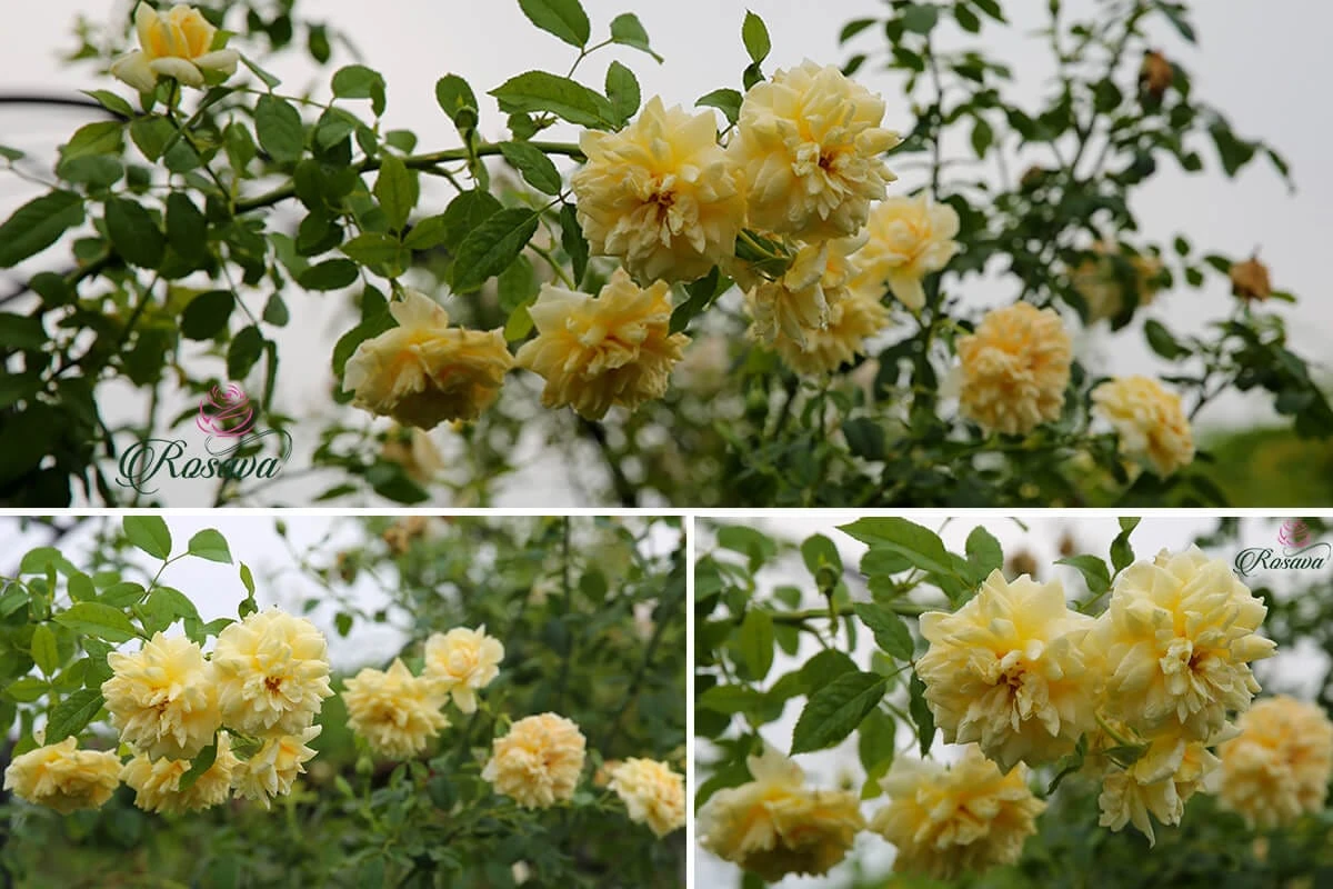 Top 70 giống hoa hồng leo nhất định phải sở hữu (phần 1)