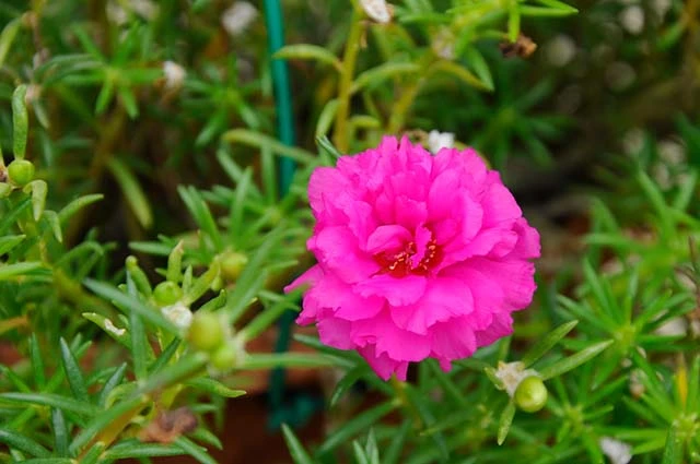 Hoa Mười Giờ - Cách Trồng Chăm Sóc Và Những Hình Ảnh Đẹp Nhất