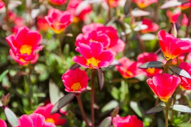 Hoa Mười Giờ - Cách Trồng Chăm Sóc Và Những Hình Ảnh Đẹp Nhất