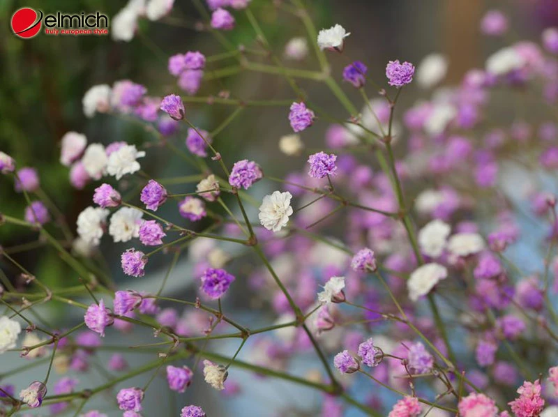 Hé lộ nguồn gốc và tất cả ý nghĩa của hoa baby không phải ai cũng biết