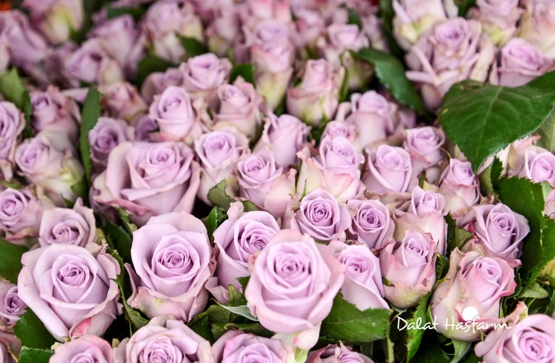 Hoa Hồng Tím: Giải mã sức hút bí ẩn và ý nghĩa trong tình yêu