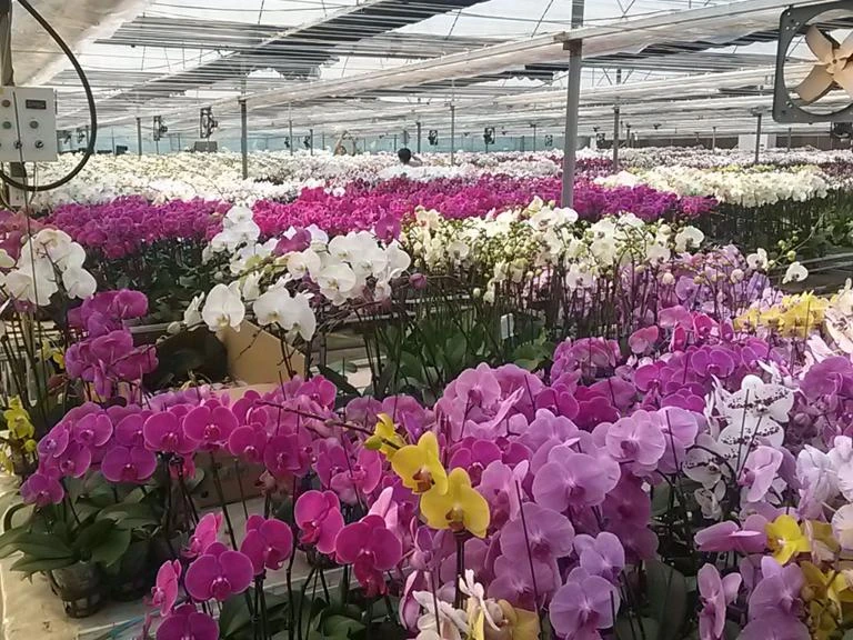 Top 24 vườn hoa Đà Lạt đẹp mê ly được du khách yêu thích nhất 2024