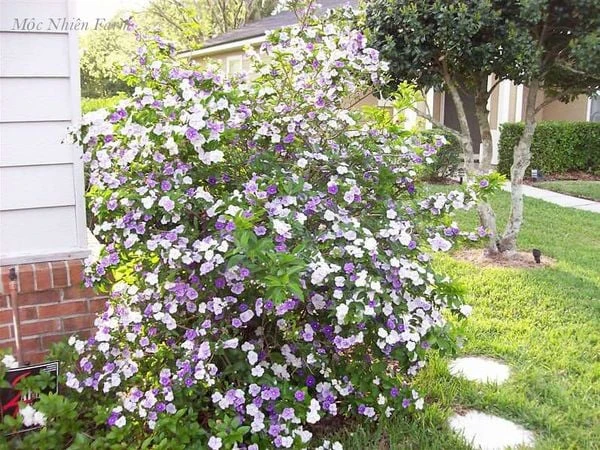 Khám Phá Hoa Nhài Nhật - Cây Bụi Đẹp Cho Không Gian Xanh