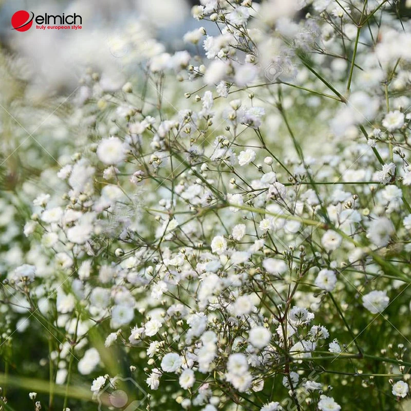 Khám Phá Vẻ Đẹp Hoa Baby Trắng Tinh Khôi