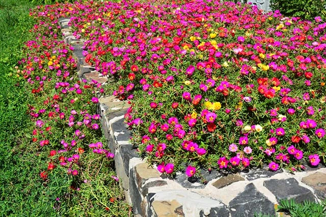 Hoa Mười Giờ - Cách Trồng Chăm Sóc Và Những Hình Ảnh Đẹp Nhất